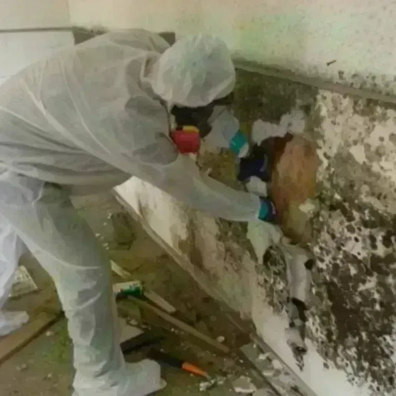 Mold Remediation and Removal in Foresthill, CA